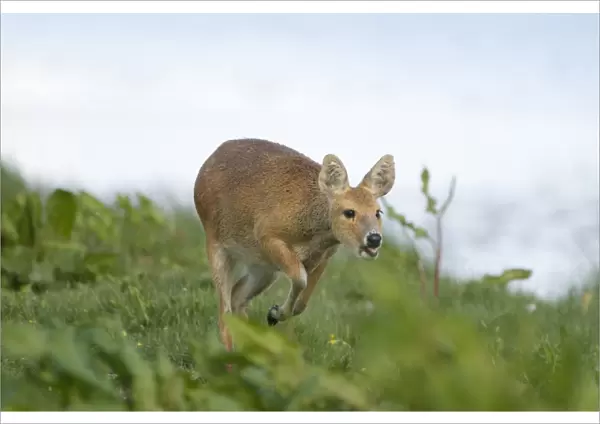 Chinese Water Deer Hydropotes intermis Cley Norfolk April
