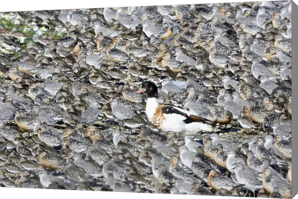 Shelduck Tadorna tadorna standing in middle of high tide wader roost of Knot and