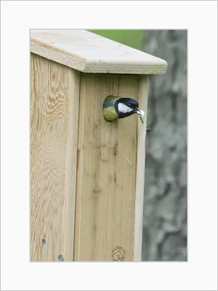 Great Tit Parus major removing a foecal sack from nest box Norfolk spring