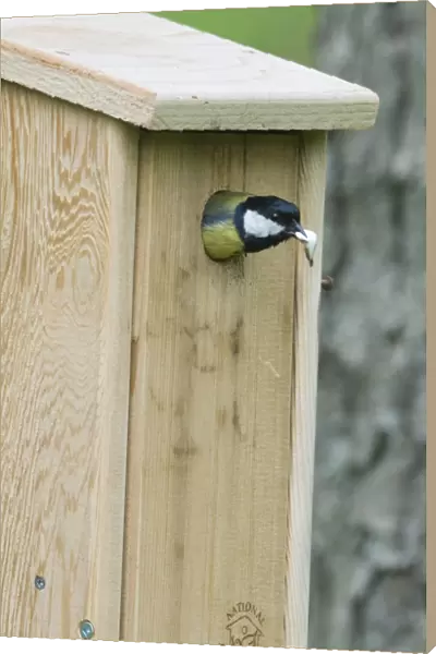 Great Tit Parus major removing a foecal sack from nest box Norfolk spring
