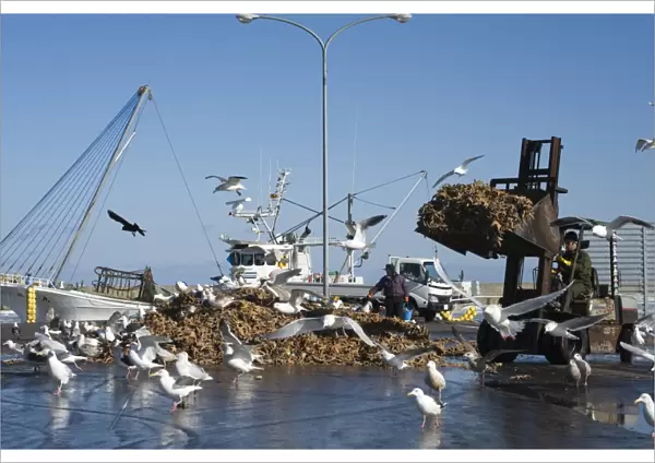 Gulls largely Slaty-backed Gulls Larus schisisogus feeding on dead starfish dumped