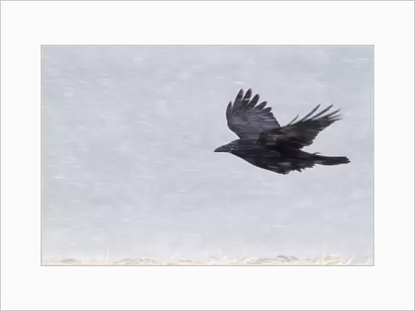 Carrion Crow Corvus corone flying in a blizzard Hokkaido Japan