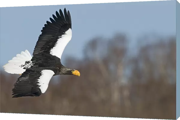 Stellers Eagles Haliaeetus pelagicusLake Fuhren Hokkaido Japan February