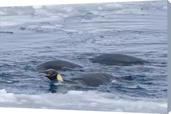 Emperor Penguins Aptenodytes forsteri on ice edge feeding Snow Hill Island Weddell