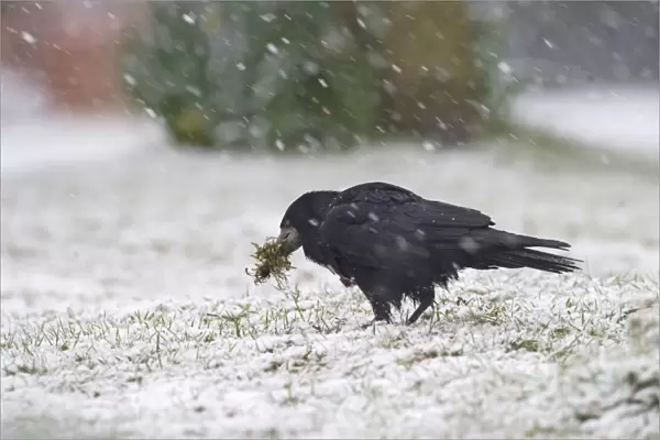 Rook Corvus frugilegus collecting nest material in blizzard Norfolk winter