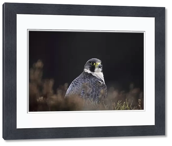 Peregrine Falco peregrinus Scotland