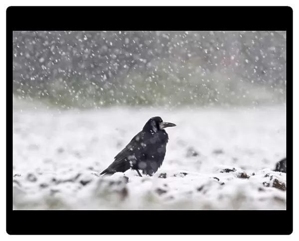 Rook Corvus frugilegus in blizzard Norfolk winter