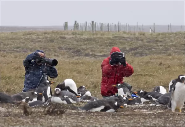Tourists photographing Gentoo Penguins Pygoscelis papua colony on Sea Lion Island