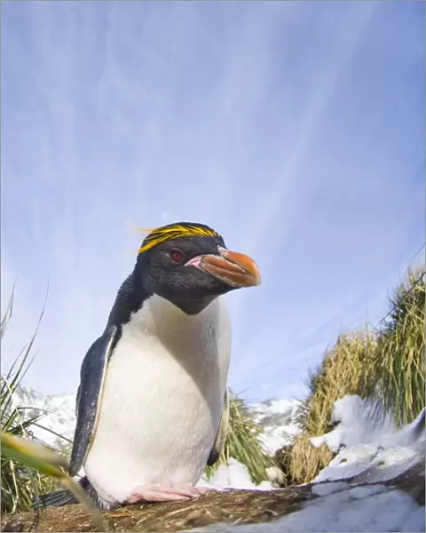 Macaroni Penguin Eudyptes chrysolophus Cooper Bay South Georgia November