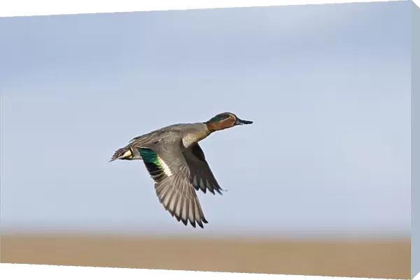 Teal Anas crecca male Salthouse Norfolk winter