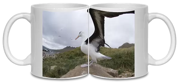 Black-browed Albatross Thalassarche melanophrys Steeple jason Island Falklands (second