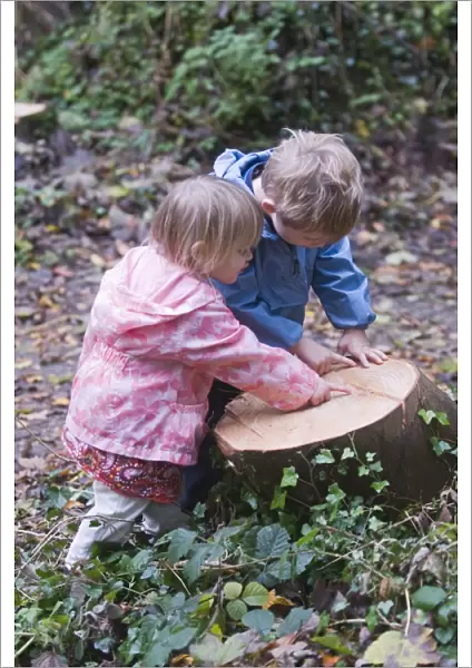 Young children counting growth rings on tree stump Norfolk winter