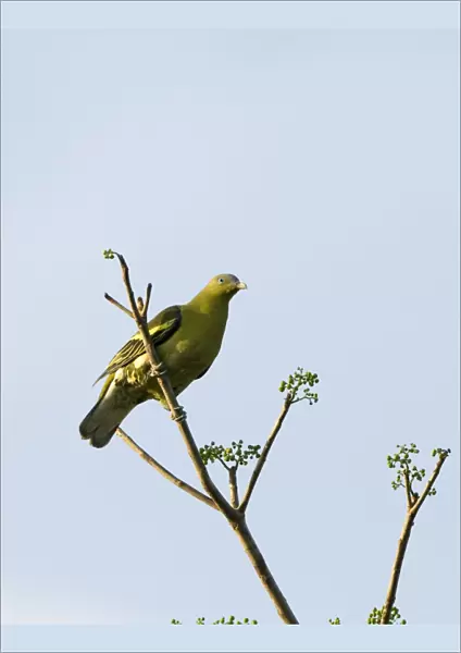 Pompadour Green-Pigeon Treron pompadora Subic Luzon Philippines