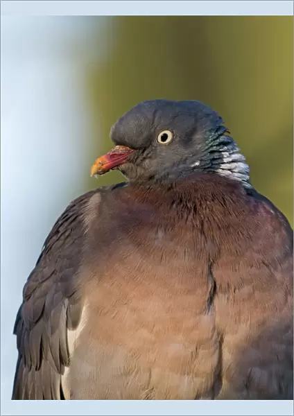 Wood Pigeon Columba palumbus Titchwell Norfolk winter