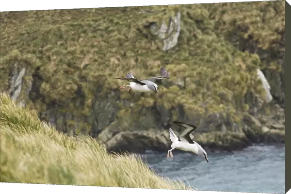 Grey-headed Albatross Thalassarche chrysostoma at breeding cliffs at Elsehul South
