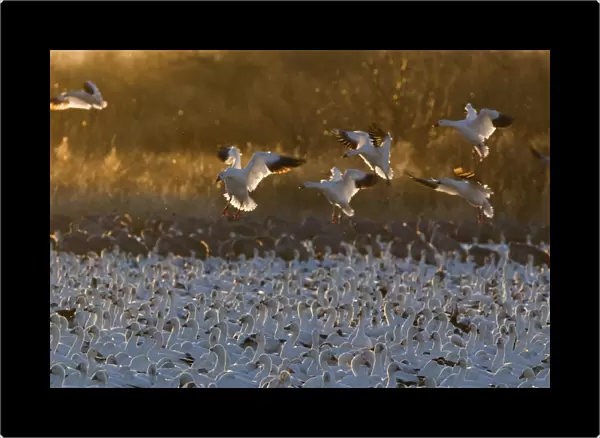 Snow Geese Chen caerulescens arriving at dawn Bosque del Apache New Mexico USA January