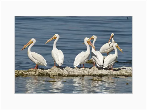 American White Pelicans Pelecanus erythrorhynchos Salton Sea California USA April