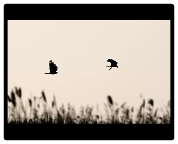 Marsh Harrier Circus cyaneus about to food pass Cley Norfolk April