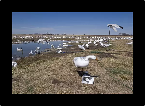 Snow Goose decoys on farm near River Platte Nebraska USA April