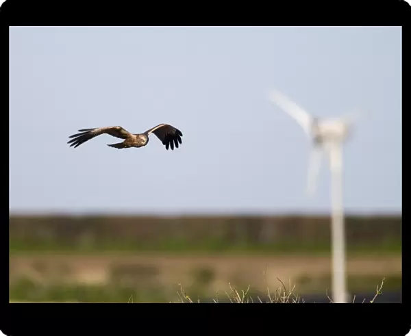 Marsh Harrier Circus aeruginosus male with wind turbine in background Norfolk Spring