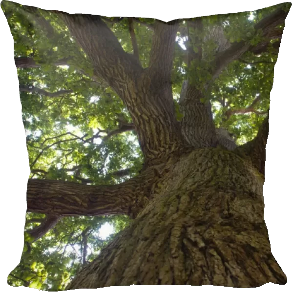 Pendunculate Oak tree Quercus rober Norfolk summer