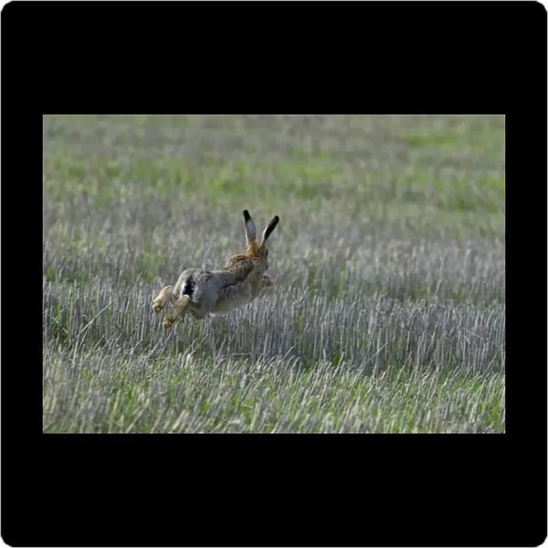 Brown Hare Lepus europaeus running across stubble Lincolnshire UK autumn