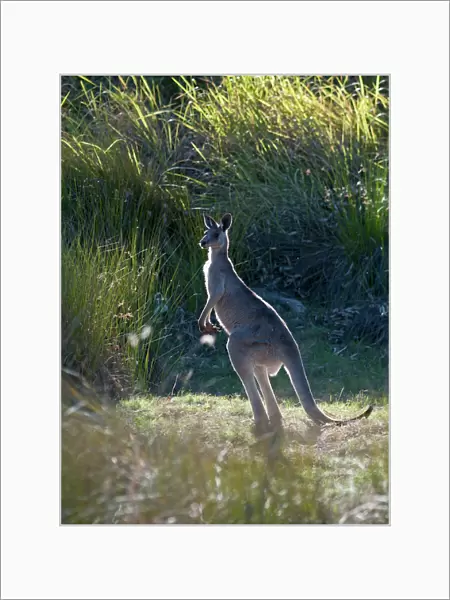 Grey Kangaroo Macropus giganteus Queensland Australia