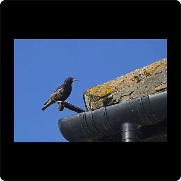 Starling Sturnus vulgarus at nest in eaves of house Norfolk summer