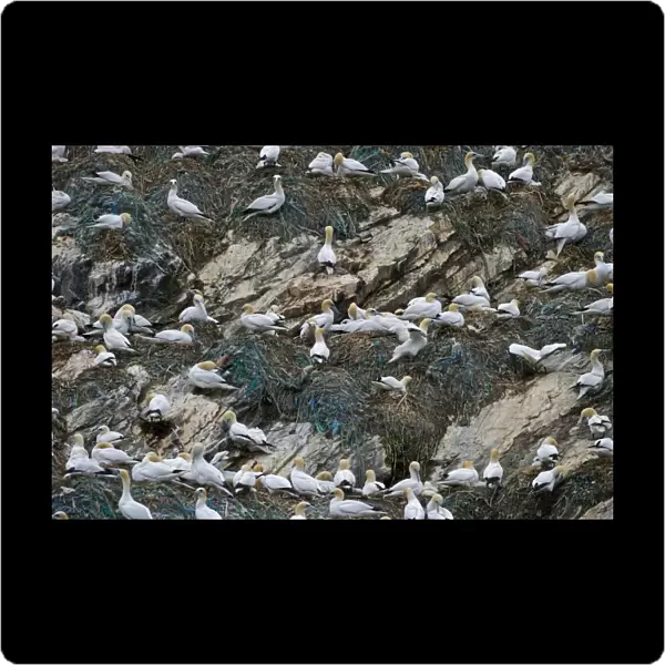 Gannet Sula bassana breeding colony at Hermaness National Nature Reserve on Unst