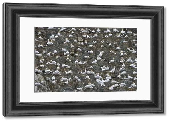 Gannet Sula bassana breeding colony at Hermaness National Nature Reserve on Unst