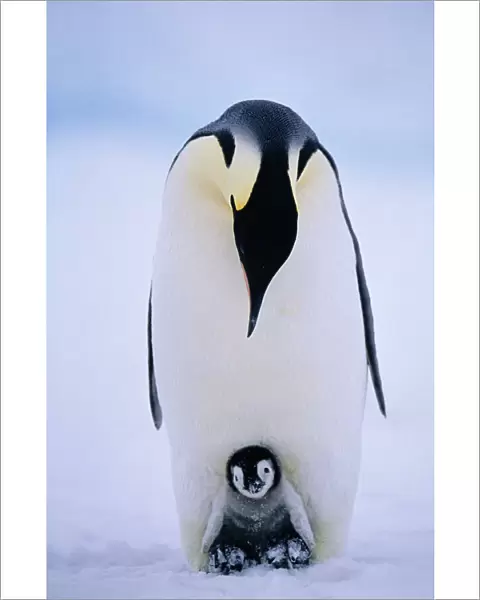 Emperor Penguins, Aptenodytes forsteri, chick being brooded, Weddell Sea, Antarctica