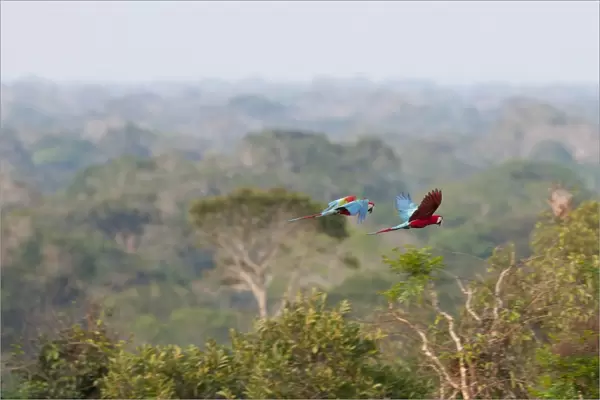 Red and Green Macaws Ara chloropterus flying over canopy of rainfores Peruvian Amazon