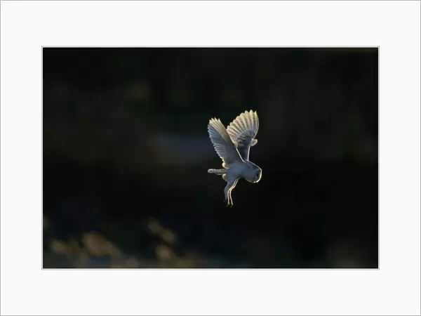 Barn Owl Tyto alba hunting over grazing marsh North Norfolk winter