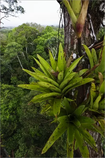 Bromeliad sp. growing on emergent tree in rainforest canopy nr Iquitos Amazon Peru