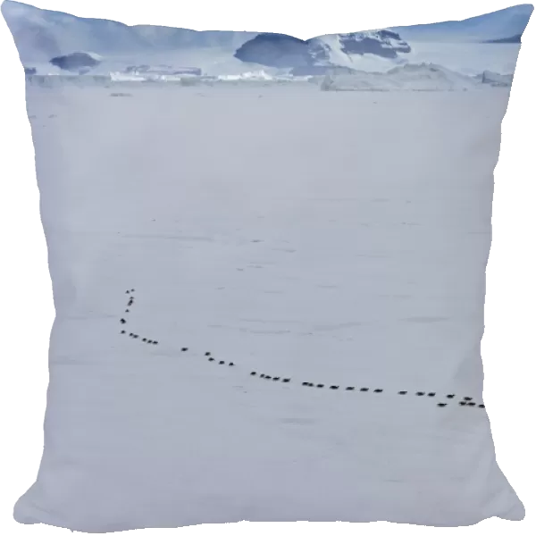 Emperor Penguins Aptenodytes forsterii walking across sea ice of Weddell Sea near