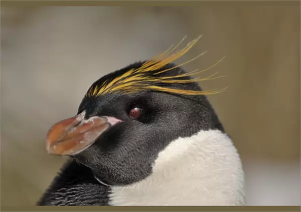 Macaroni Penguin showing red iris South Georgia