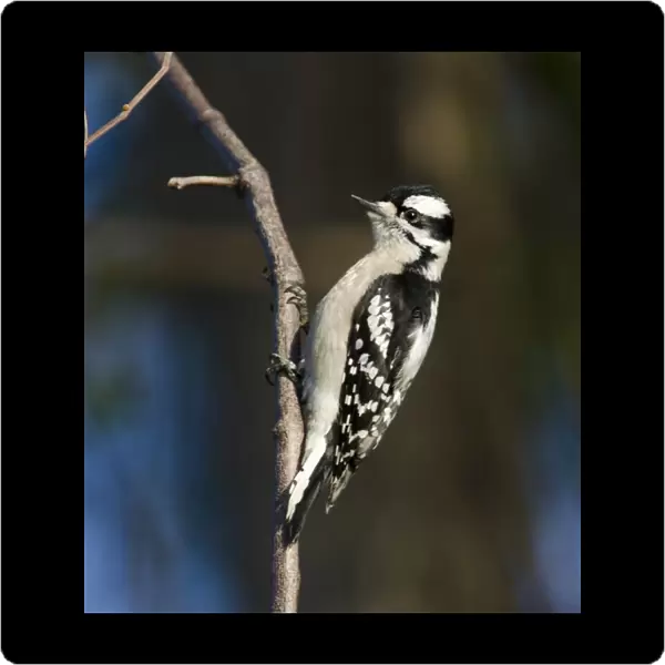 Downy Woodpecker Picoides pubescens female Florida
