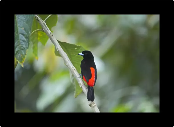 Scarlet-rumped Tanager Ramphocelus passerinii male Costa Rica