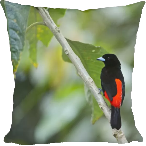Scarlet-rumped Tanager Ramphocelus passerinii male Costa Rica