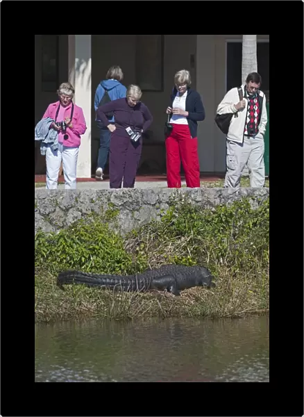American Alligator Alligator mississippensis Anhinga Trail Florida Everglades