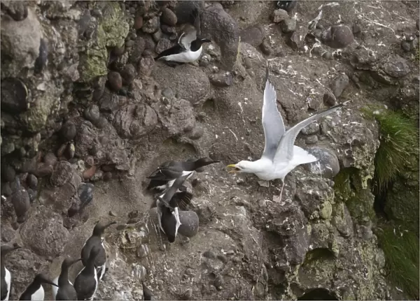 Herring Gull Larus argentatus attempting to take chick or egg from Common Guillemots