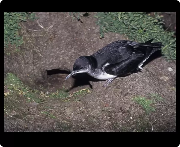 Manx Shearwater at entrance to nest burrow on Skomer Pembrokeshire Wales