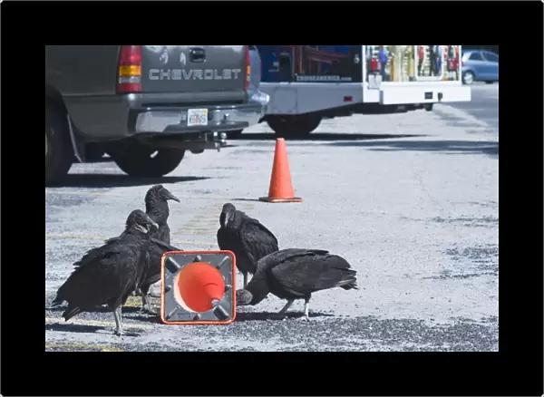 American Black Vultures Coragyps atratus trying pull a traffic bollard apart in car