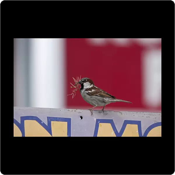 House Sparrow Passer domesticus nesting in Purple Martin house Florida USA