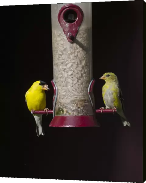 American Goldfinch Carduelis tristis pair on garden feeder Cape May New Jersey USA