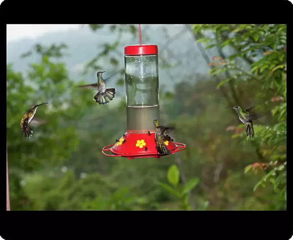 White-necked Jacobins and Green-breasted Mango Hummingbirds feeding at hummingbird
