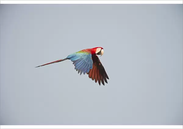Red and Green Macaw Ara chloroptera Tambopata Amazon Rainforest Peru