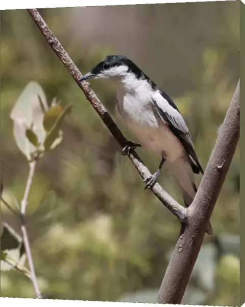 White-winged Triller (Lalage tricolor) adult male, breeding plumage, perched on twig, Uluru-Kata Tjuta N. P