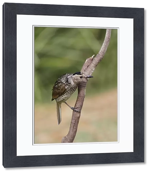 Regent Bowerbird (Sericulus chrysocephalus) adult female, perched on twig, Green Mountain, Lamington N. P
