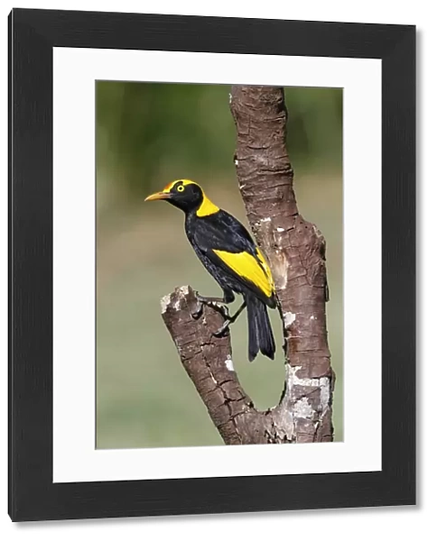 Regent Bowerbird (Sericulus chrysocephalus) adult male, perched on branch, Green Mountain, Lamington N. P
